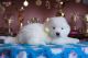 Samoyed Puppies for sale in Kiev, Ukraine, 02000. price: 30000 UAH