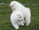Samoyed Puppies for sale in South Bend, IN, USA. price: NA