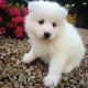 Samoyed Puppies for sale in Evansville, WY, USA. price: NA
