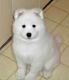 Samoyed Puppies for sale in New Orleans, LA, USA. price: NA