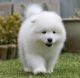 Samoyed Puppies for sale in Berkeley, CA, USA. price: NA