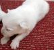 Samoyed Puppies for sale in Berkeley, CA, USA. price: NA