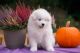 Samoyed Puppies for sale in Bakersfield, CA, USA. price: $500