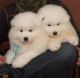 Samoyed Puppies for sale in Burbank, CA, USA. price: NA