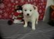 Samoyed Puppies for sale in Cincinnati, OH, USA. price: NA