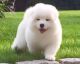 Samoyed Puppies for sale in Carlsbad, CA, USA. price: NA
