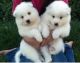 Samoyed Puppies for sale in Friendship, WI 53934, USA. price: $900