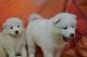 Samoyed Puppies for sale in Delaware, AR 72835, USA. price: $400