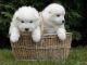 Samoyed Puppies for sale in Camden Wyoming, Camden, DE 19934, USA. price: NA