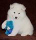 Samoyed Puppies for sale in Peoria, IL, USA. price: NA