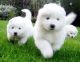 Samoyed Puppies for sale in Rochester, NY, USA. price: NA