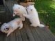 Samoyed Puppies for sale in Arlington, TX, USA. price: NA