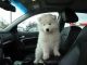 Samoyed Puppies for sale in Jersey City, NJ, USA. price: NA