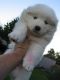 Samoyed Puppies for sale in Dennysville, ME, USA. price: NA
