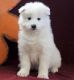 Samoyed Puppies for sale in Lakewood, CO, USA. price: $500