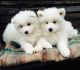 Samoyed Puppies for sale in Montgomery, AL, USA. price: NA