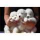 Samoyed Puppies for sale in San Antonio, TX, USA. price: NA
