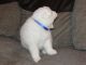 Samoyed Puppies for sale in Overland Park, KS, USA. price: NA