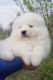 Samoyed Puppies for sale in East Los Angeles, CA, USA. price: NA