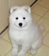 Samoyed Puppies for sale in East Los Angeles, CA, USA. price: NA