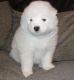 Samoyed Puppies for sale in Columbus, OH, USA. price: $500