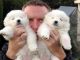 Samoyed Puppies for sale in Madison, MS 39110, USA. price: NA