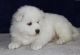 Samoyed Puppies for sale in New York, NY, USA. price: NA