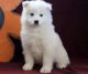 Samoyed Puppies for sale in Cobb, CA, USA. price: NA