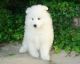 Samoyed Puppies for sale in Killeen, TX, USA. price: NA