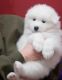 Samoyed Puppies for sale in Savonlinna, Finland. price: 320 EUR