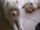 Samoyed Puppies for sale in Downey, CA, USA. price: NA
