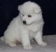 Samoyed Puppies for sale in San Diego, CA, USA. price: $600