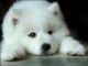 Samoyed Puppies for sale in San Diego, CA, USA. price: $500