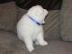 Samoyed Puppies for sale in Las Vegas, NV, USA. price: NA