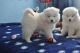 Samoyed Puppies for sale in San Diego, CA, USA. price: $250