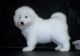 Samoyed Puppies for sale in Coral Springs, FL, USA. price: NA