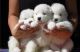 Samoyed Puppies for sale in North Charleston, SC, USA. price: NA