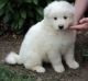 Samoyed Puppies for sale in Salem, OR, USA. price: NA