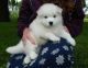 Samoyed Puppies for sale in Anchorville, MI 48023, USA. price: NA