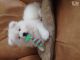 Samoyed Puppies for sale in Nashville, TN, USA. price: NA
