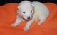 Samoyed Puppies for sale in Detroit, MI, USA. price: $700