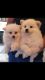 Samoyed Puppies for sale in Massachusetts Ave, Boston, MA, USA. price: NA