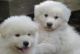 Samoyed Puppies for sale in Torrance, CA, USA. price: NA
