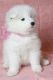 Samoyed Puppies for sale in AR-98, Emerson, AR 71740, USA. price: NA