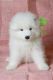 Samoyed Puppies for sale in California Ave, South Gate, CA 90280, USA. price: NA