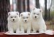 Samoyed Puppies for sale in New York, NY 10119, USA. price: NA