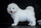 Samoyed Puppies for sale in New York, IA 50238, USA. price: NA