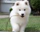 Samoyed Puppies for sale in West Los Angeles, Los Angeles, CA, USA. price: NA