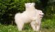 Samoyed Puppies for sale in San Francisco, San Antonio, TX 78201, USA. price: NA