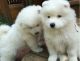 Samoyed Puppies for sale in Washington Ave, Cleveland, OH 44113, USA. price: NA